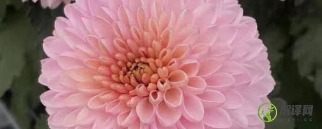 粉色球状菊花是什么名(粉色的菊花叫什么名)