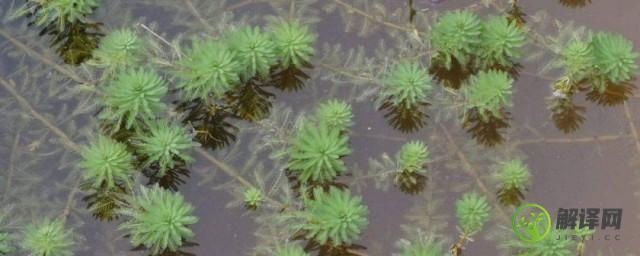 如何在水中种植狐尾藻(狐尾藻如何在水里种植)