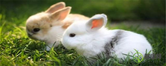兔子的寓意(吉祥物兔子的寓意)
