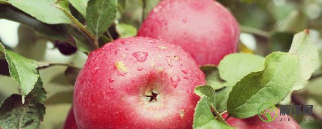 吃苹果对胃病有好处吗(吃苹果对胃好不好)
