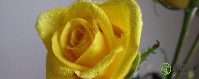 黄玫瑰的寓意(红玫瑰和黄玫瑰的寓意)