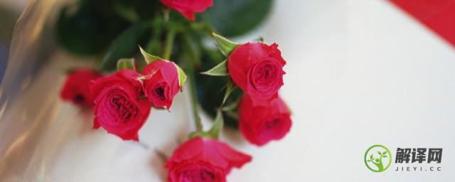 红玫瑰的寓意(张爱玲白玫瑰与红玫瑰的寓意)