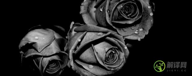 黑玫瑰的寓意(黑玫瑰的寓意是啥)