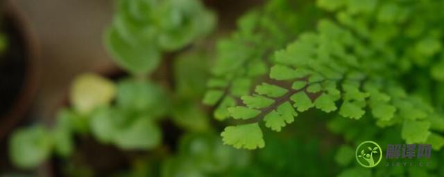 蕨类植物及其繁殖方法是什么(蕨类植物是怎么繁殖)