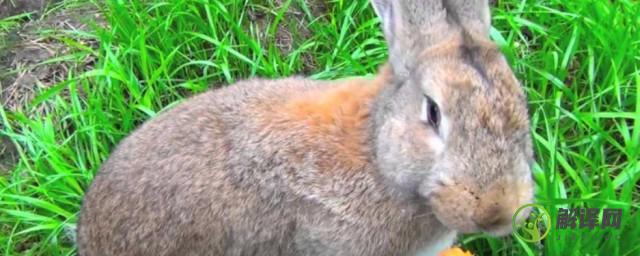 巨型花明兔怎么养(巨型花明兔养殖视频)