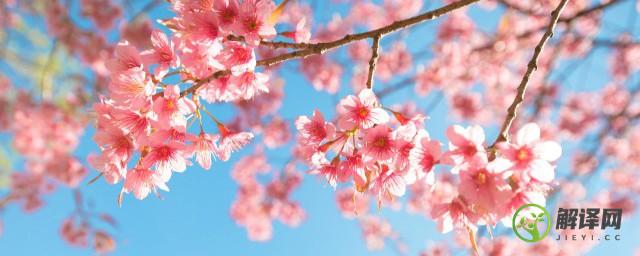 日本的国花樱花寓意是什么(樱花是日本的象征)