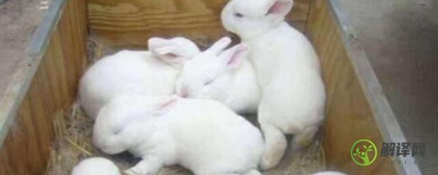 养殖大量兔子需要什么技术(大规模养兔子怎么养殖)