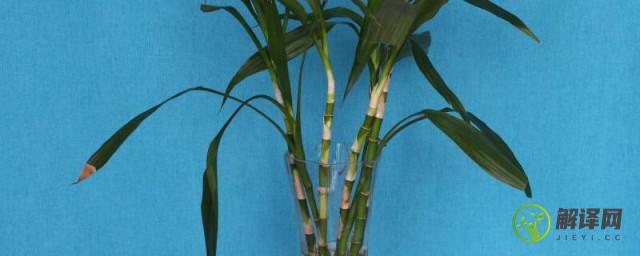 富贵竹的养殖法(富贵竹的养殖技术)