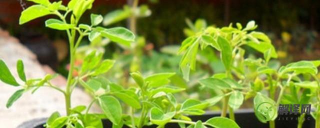 辣木籽的养殖方法和注意事项(辣木籽怎么种植及养护)