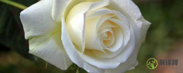 白玫瑰寓意