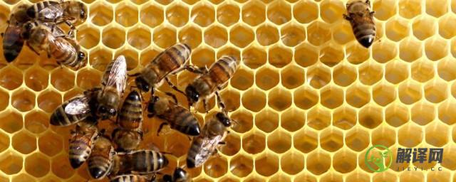 蜂巢的作用是什么(蜜蜂蜂巢有什么作用)