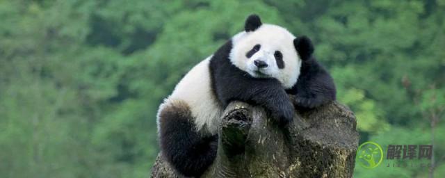 大熊猫的进化历史(大熊猫的进化历史50字)