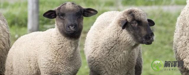 绵羊绒和山羊绒有什么区别(绵羊绒和山羊绒的区别)