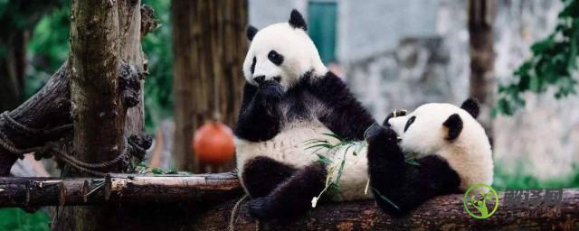 大熊猫爱吃什么(大熊猫爱吃什么不爱吃什么)