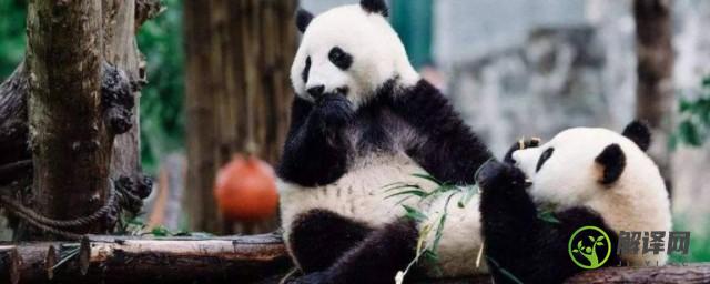 大熊猫吃什么东西(大熊猫吃什么东西?用一两句话说)