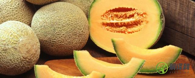 哈密瓜是什么季节的水果(哈密瓜是什么季节的水果蔬菜)