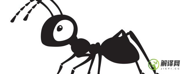 蚂蚁的分工(蚂蚁的分工合作是什么关系)