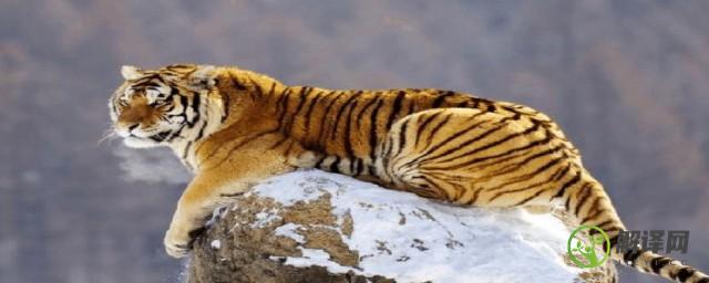 东北虎是国家几级保护动物(东北虎的国家动物保护级别是)