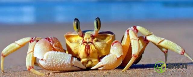 螃蟹有几只脚(一年级数学螃蟹有几只脚)