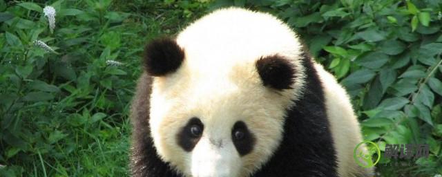 国宝大熊猫的生活环境(国宝大熊猫的生活环境作文)