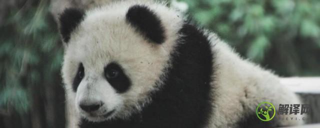 大熊猫的外貌及性格特点(大熊猫的外貌及性格特点作文)