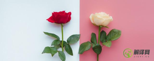 白玫瑰和红玫瑰的寓意是什么(白玫瑰和红玫瑰的寓意是什么意思)
