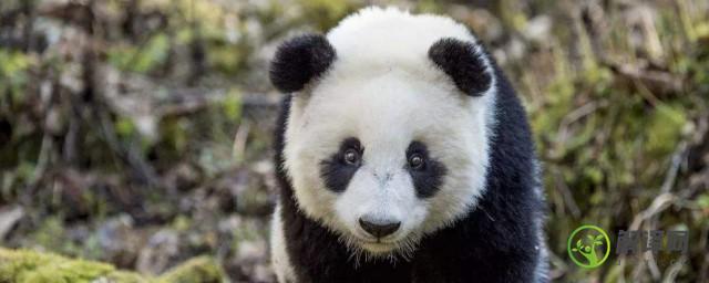 大熊猫生活环境特点(大熊猫生活环境特点简述)