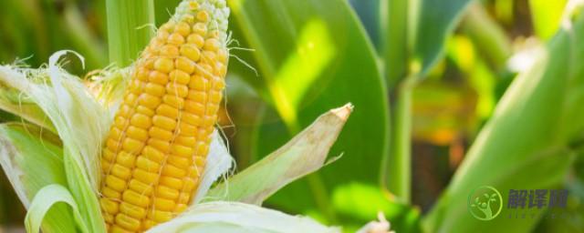 怎么辨别玉米是不是转基因(怎么分辨是不是转基因玉米)