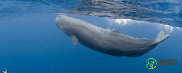 鲸鱼的祖先(鲸鱼的祖先是谁)