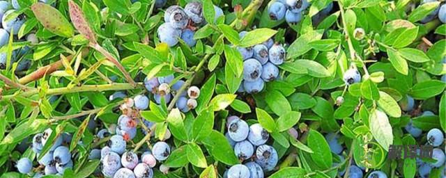 蓝莓怎么种植(蓝莓怎么种植方法)