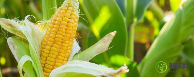 玉米属于植物六种器官中的(玉米属于植物的什么器官)