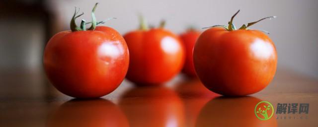 在家怎么种西红柿(在家怎么种西红柿树)