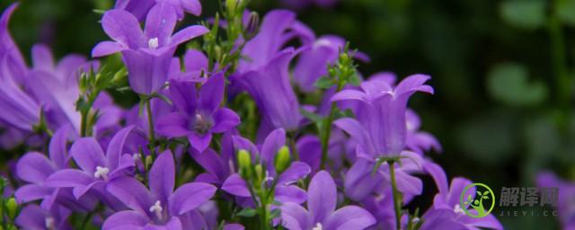 开紫色花的植物(叶子有刺开紫色花的植物)
