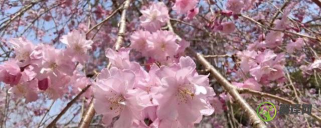 樱花是日本的国花吗(日本的国花是什么花?为什么不是樱花?)