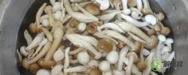 菌菇怎么洗最干净又快速的方法