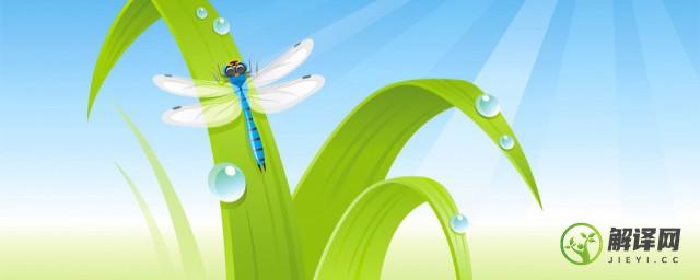 蜻蜓的特点和生活特征(蜻蜓的特点和生活特征作文)