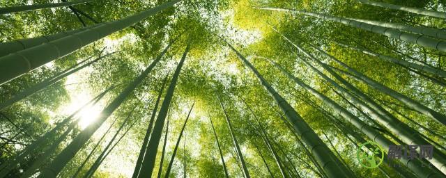 竹子叶子卷起来是什么原因造成的