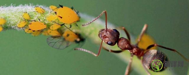 什么昆虫吃蚂蚁(什么昆虫吃蚂蚁茧)