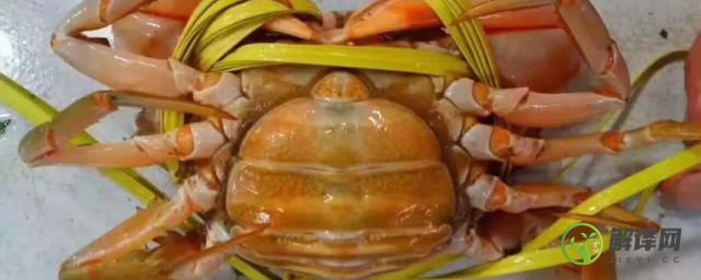 母螃蟹怎么吃(母螃蟹怎么吃视频)