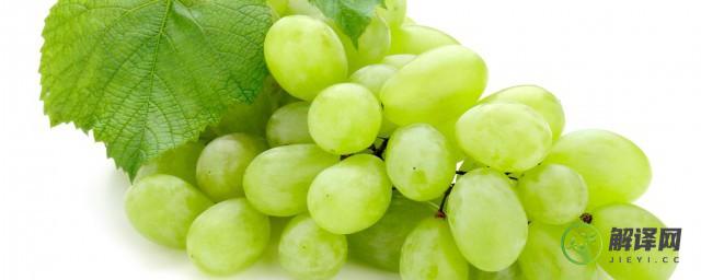 绿色大葡萄是什么品种(绿绿的葡萄是什么品种)