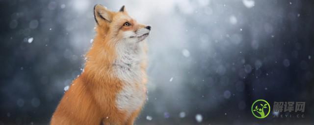 狐狸是保护动物吗(银黑狐狸是保护动物吗)