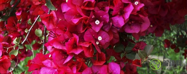 紫叶海棠花的养殖方法和注意事项