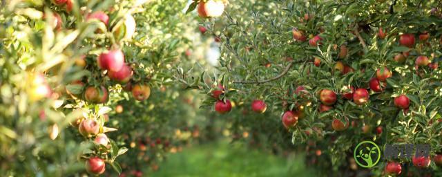 苹果树施肥最佳时间和方法及配方