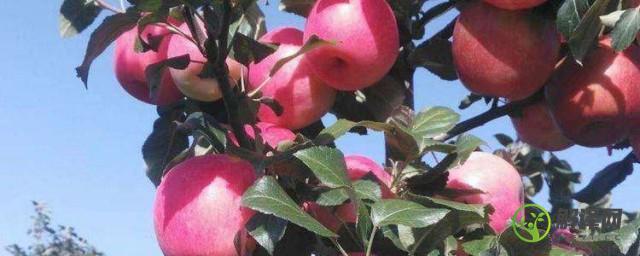蜜脆苹果新品种介绍(蜜脆苹果图片及价格)