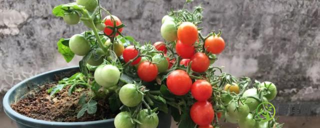 阳台种番茄时间和方法(阳台种植番茄的方法)