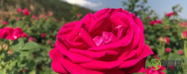 玫瑰的种植方法及管理(玫瑰的种植方法及养护方案)