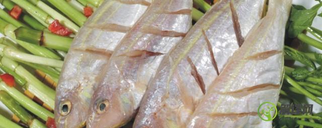 金线鱼的常见吃法(金线鱼怎么吃)