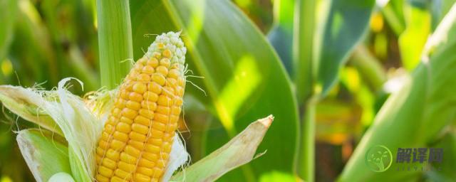 青玉米秸秆每亩有多少吨(玉米秸秆每亩产多少吨)