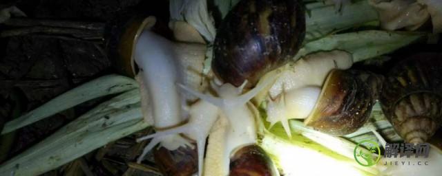 养殖白玉蜗牛不怎么进食怎么办