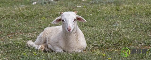 新生的羊羔不怎么吃奶怎么回事